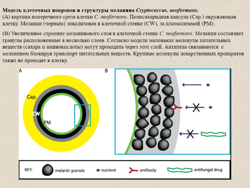 Модель клеточных покровов и структуры меланина Cryptococcus. neoformans.  (A) картина поперечного среза клетки